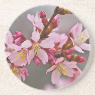 Pink Against A Grey Sky Japanese Cherry Blossoms Coaster