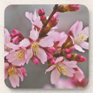 Pink Against A Grey Sky Japanese Cherry Blossoms Coaster