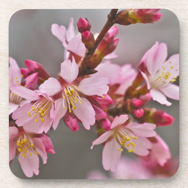 Pink Against A Grey Sky Japanese Cherry Blossoms Coaster (Front)