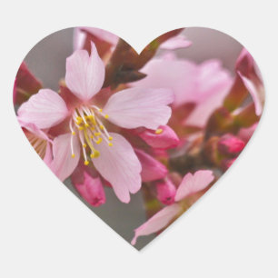 Pink Against A Grey Sky Japanese Cherry Blossoms Heart Sticker