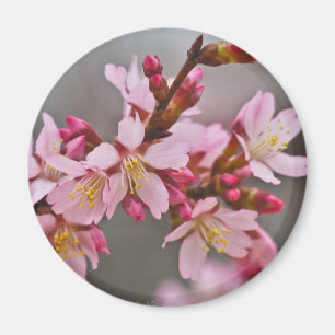 Pink Against A Grey Sky Japanese Cherry Blossoms Magnet