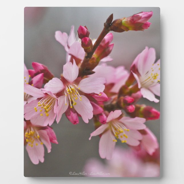 Pink Against A Grey Sky Japanese Cherry Blossoms Plaque (Front)