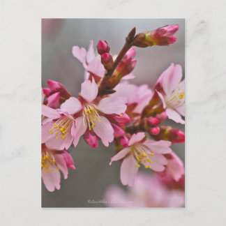Pink Against A Grey Sky Japanese Cherry Blossoms Postcard