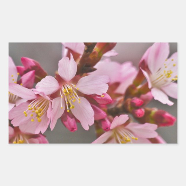 Pink Against A Grey Sky Japanese Cherry Blossoms Rectangular Sticker (Front)