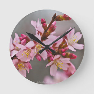 Pink Against A Grey Sky Japanese Cherry Blossoms Round Clock