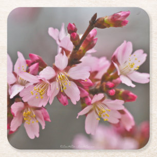 Pink Against A Grey Sky Japanese Cherry Blossoms Square Paper Coaster