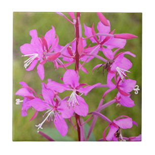 Pink Alaskan Fireweed flowers in bloom Ceramic Tile