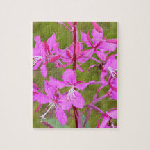 Pink Alaskan Fireweed flowers in bloom