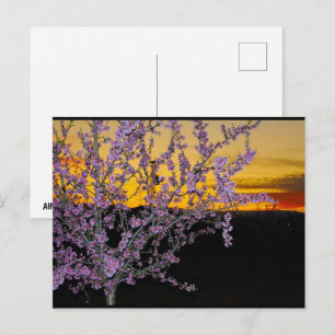Pink Almond Blossom in Yellow Sky Postcard