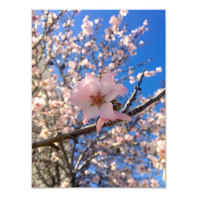 Pink Almond Blossom Photo Print (Front)