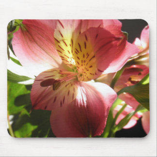 Pink Alstroemeria Flower Lilies Flowers Photo Mouse Pad