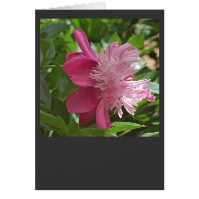 Pink, Always (Front)