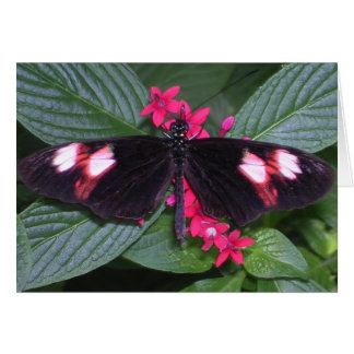 pink and black butterfly