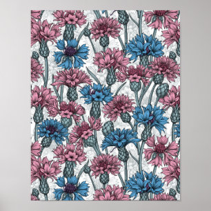 Pink and blue cornflowers on white poster