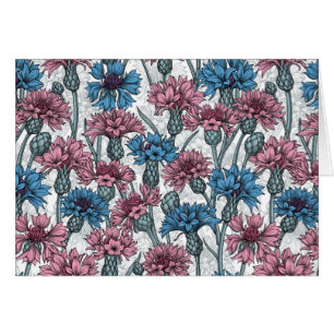 Pink and blue cornflowers, wild flowers on white