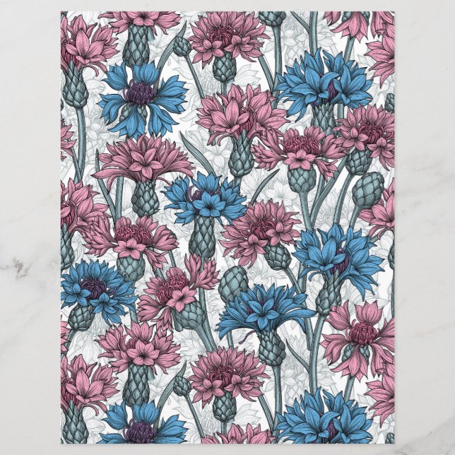 Pink and blue cornflowers, wild flowers on white (Front)