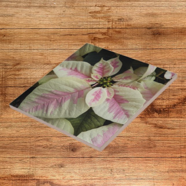 Pink and Cream Marble Poinsettia Floral Ceramic Tile (In Situ)