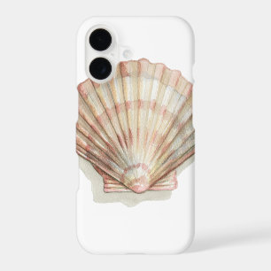 Pink and Cream Seashell