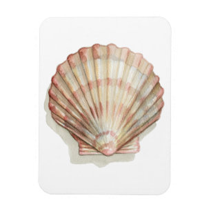 Pink and Cream Seashell Magnet