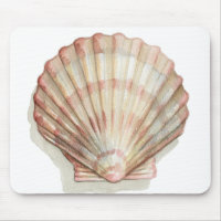 Pink and Cream Seashell