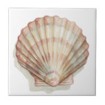 Pink and Cream Seashell Tile<br><div class="desc">Megan Meagher loves to paint pictures of the beautiful ocean collections. She captures the most natural yet beautiful offers of nature in sea life. In this classic and simple painting, it captures the simplicity of a beautiful cream and pink seashell. Get this piece of fine art print today to add...</div>