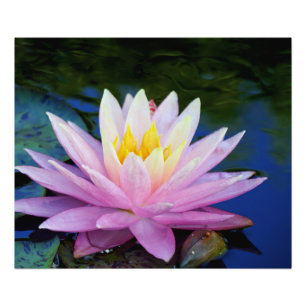 Pink and cream waterlily photo print
