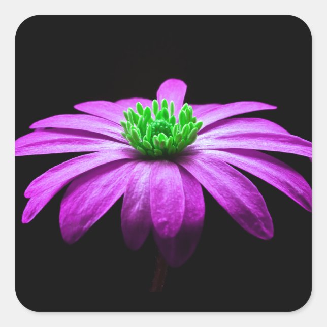 Pink and Green Daisy Square Sticker (Front)