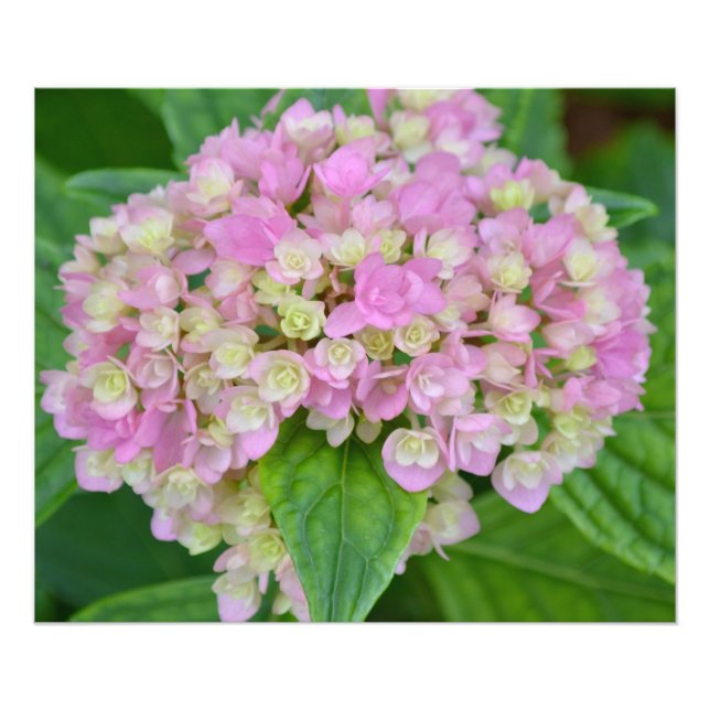Pink and Green Hydrangea Photo Print (Front)