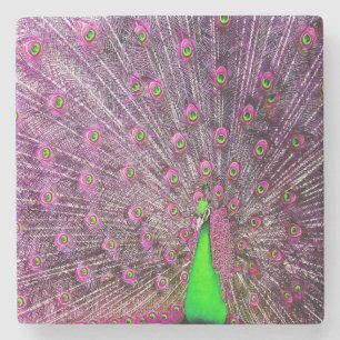 Pink And Green Peacock, Stone Coaster