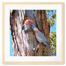 Pink and Grey Galahs Framed Art Print