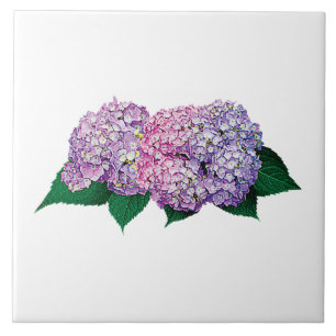 Pink and Lavender Hydrangea Tile