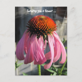 Pink and orange Daisey Postcard