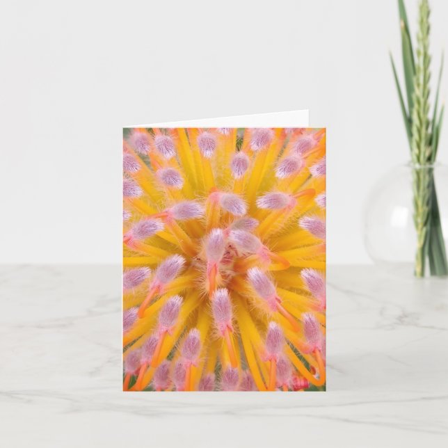 Pink and Orange Pincushion Proteaceae Note Card (Front)