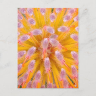 Pink and Orange Pincushion Proteaceae Postcard
