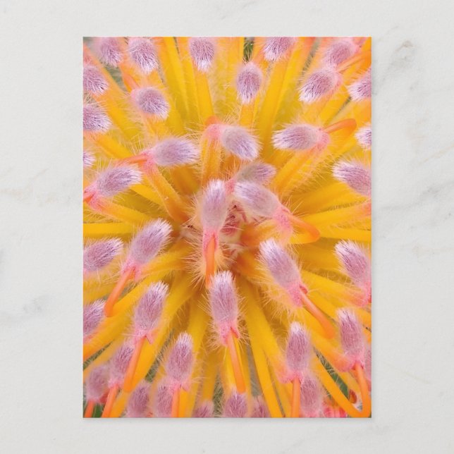 Pink and Orange Pincushion Proteaceae Postcard (Front)