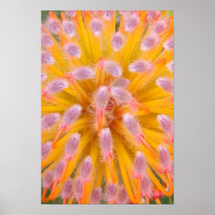 Pink and Orange Pincushion Proteaceae Poster