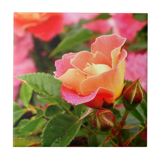 Pink and Orange Rose Ceramic Tile (Front)