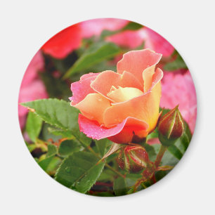 Pink and Orange Rose Magnet