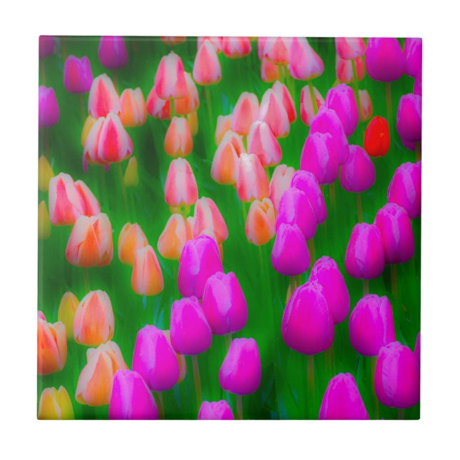 Pink and orange tulip floral design ceramic tile (Front)