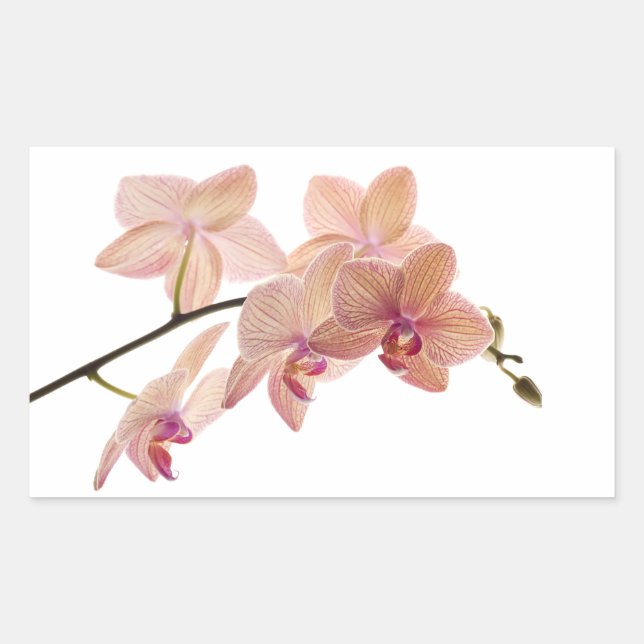 Pink and Peach Dendrobium Orchid - Customised Rectangular Sticker (Front)