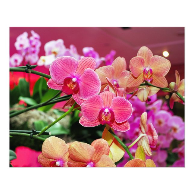 Pink and peach orchids photo print (Front)