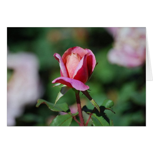 Pink and Peach Rose Card (Front Horizontal)