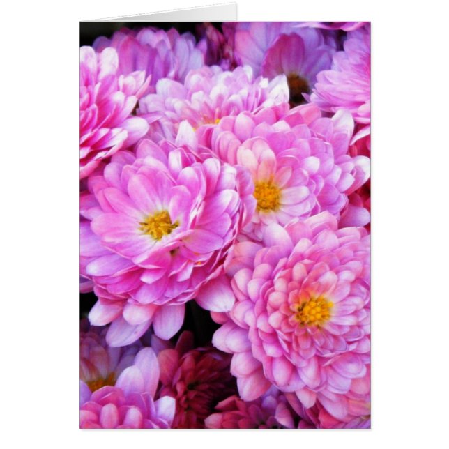 "Pink and Pretty Mums" (Front)