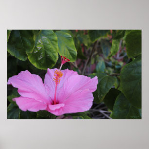 Pink and Proud Poster