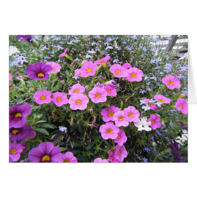 "Pink and Purple" (Front Horizontal)