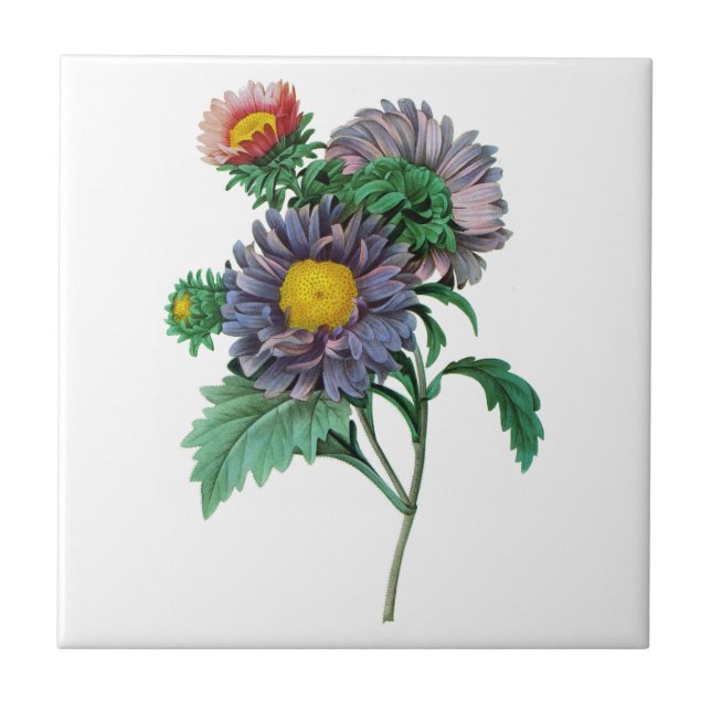 Pink and Purple Aster by Pierre-Joseph Redouté Tile (Front)
