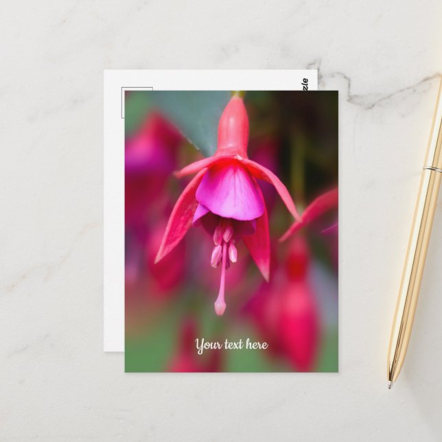 Pink and Purple Fuchsia Postcard (Front/Back In Situ)