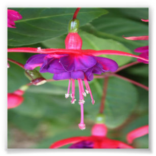 Pink and Purple Fuschia Flowers Photo Print