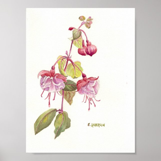 Pink and purple fuschia watercolor poster (Front)