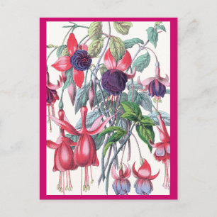Pink and Purple Hanging Fuchsia Flowers Postcard